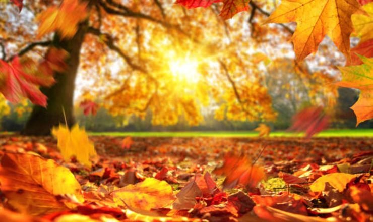 El Equinoccio de Otoño: Un Cambio de Ciclo en la Naturaleza