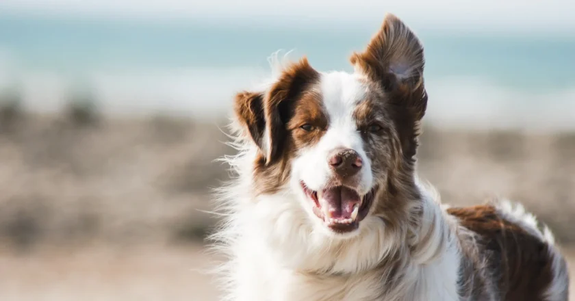 Un amigo peludo: Los perros más relevantes de la historia