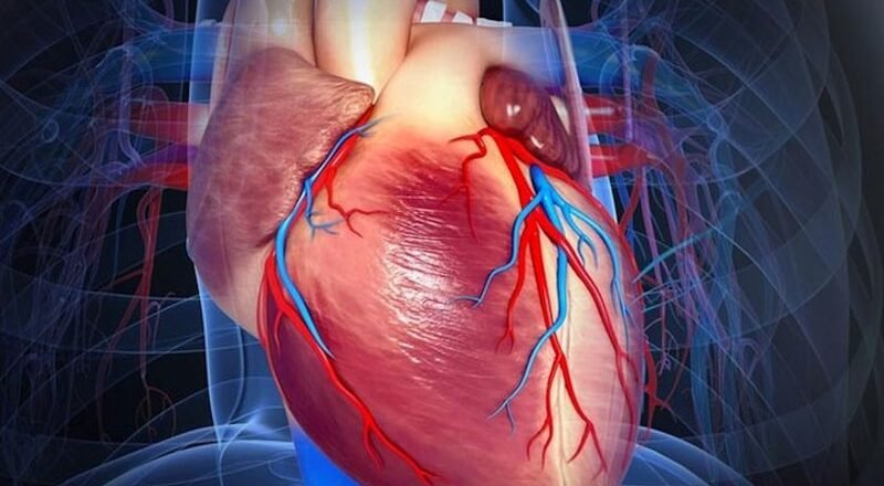 Triglicéridos: la clave para un corazón sano