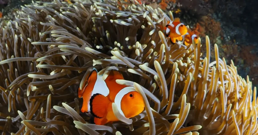 Una estrategia de supervivencia: Los peces payaso se encogen ante la ola de calor