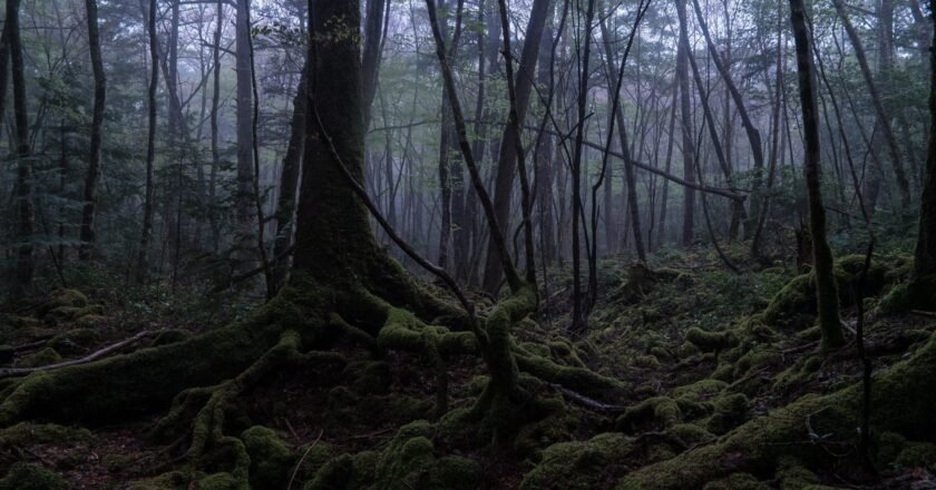 El bosque de Aokigahara: El lado oculto de Japón