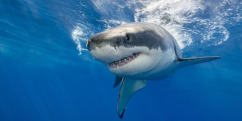 Ecoturismo de Tiburones: Una plataforma científica 