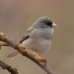 La huella biológica del confinamiento: Estudio revela adaptaciones físicas en aves urbanas