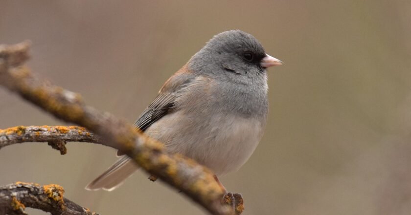 La huella biológica del confinamiento: Estudio revela adaptaciones físicas en aves urbanas