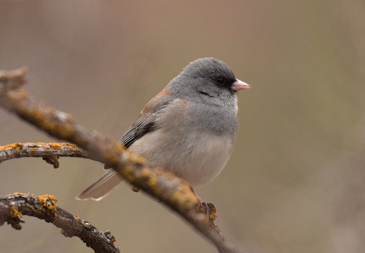 La huella biológica del confinamiento: Estudio revela adaptaciones físicas en aves urbanas