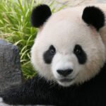 Fuera de peligro de extinción: La recuperación del Panda en China