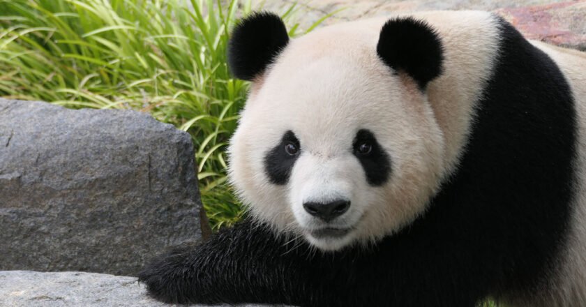 Fuera de peligro de extinción: La recuperación del Panda en China