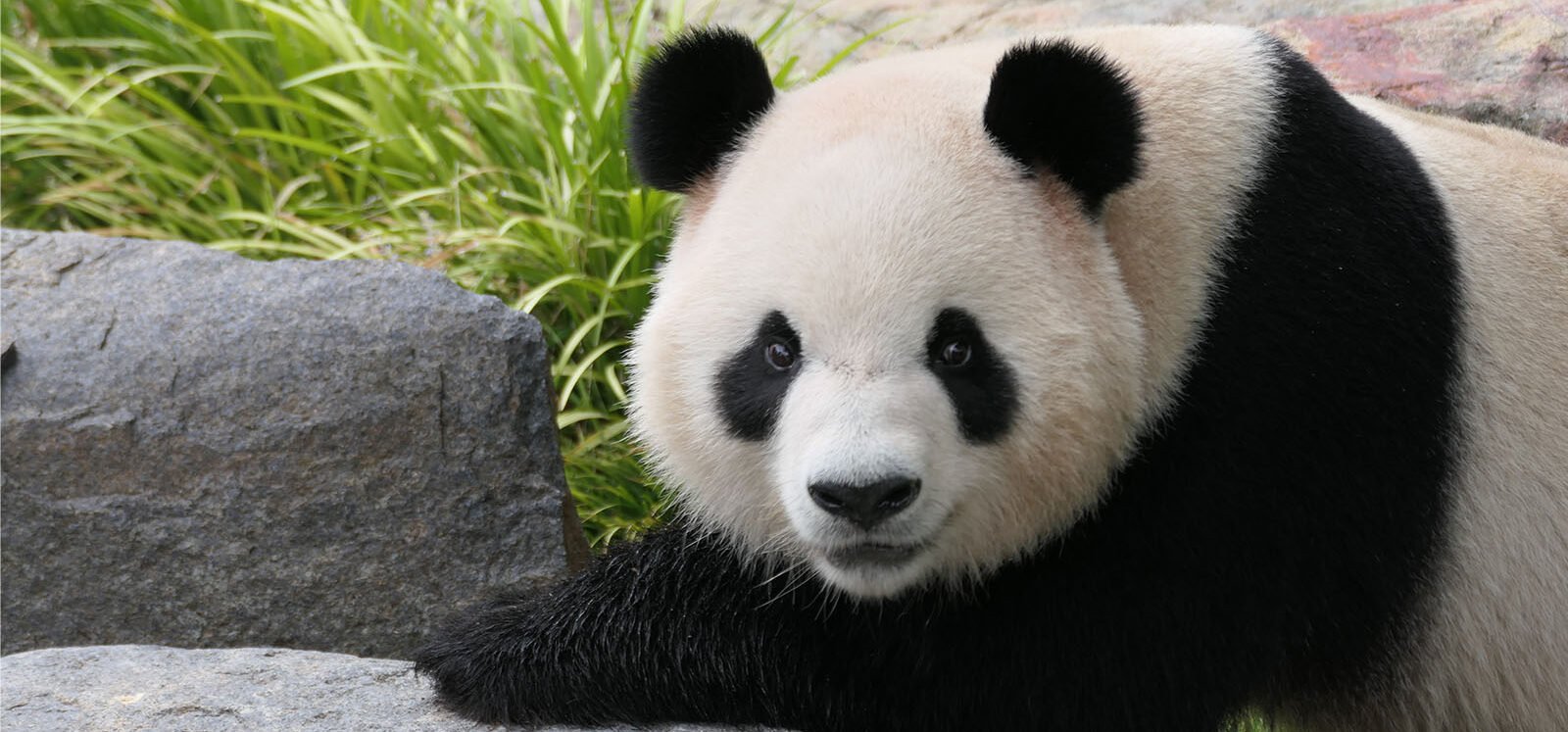 Fuera de peligro de extinción: La recuperación del Panda en China